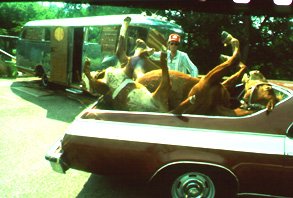 buckingbronco.jpg