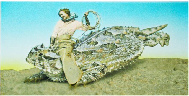 buckinghornedtoad.jpg