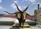doubleheadedlonghorn_small.jpg