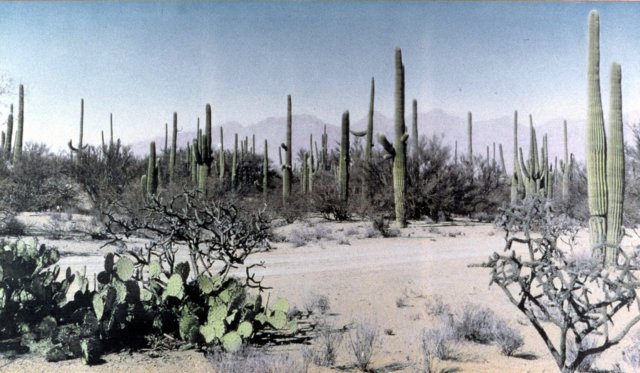 cacti.jpg