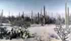 cacti_small.jpg