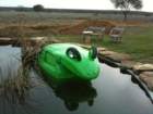 frog1_small.jpg