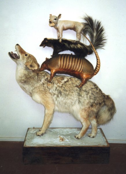 early80staxidermystack.jpg